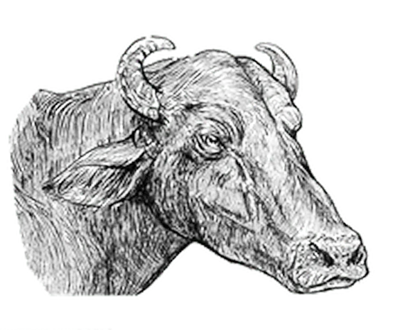 水牛のイラスト