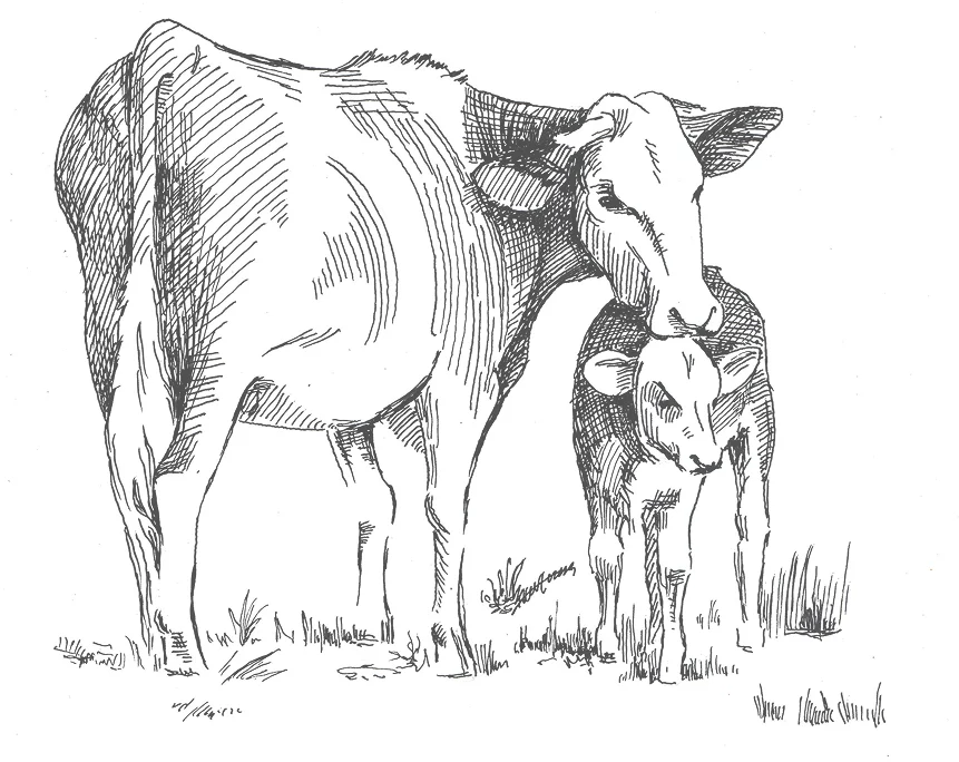 牛のイラスト